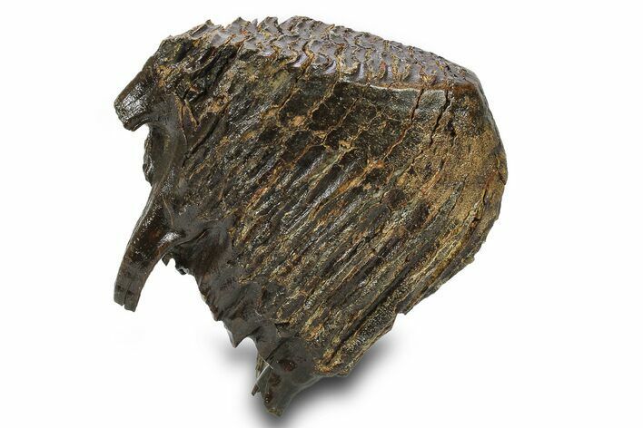 Woolly Mammoth Upper M Molar - Siberia #295866